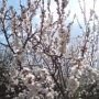 Мартовские заморозки в Крыму погубили абрикос, персик и алычу