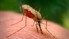 В Крыму зафиксировали случай малярии