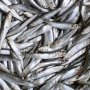 Рыбный промысел в Крыму: легко не будет...