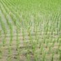 Власти исключили дефицит риса в Крыму