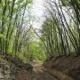 В Крыму временно введён запрет на въезд в лес на автомобиле