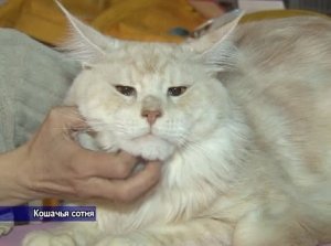 Бурмы, мэйн-куны и девон- рексы – кошек самых необычных пород собрали крымские любители животных на майскую выставку