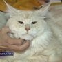 Бурмы, мэйн-куны и девон- рексы – кошек самых необычных пород собрали крымские любители животных на майскую выставку