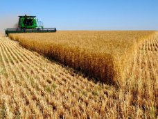 В Крыму ранние зерновые начнут убирать в конце июня