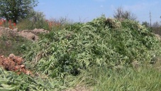 В Симферополе уничтожили 2,5 тыс. кустов конопли