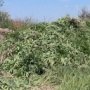 В Симферополе уничтожили 2,5 тыс. кустов конопли