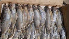 Инспекторы не пустили в Крым две фуры с рыбой из Украины