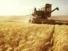 В Крыму урожайность зерновых возросла в 2,5 раза