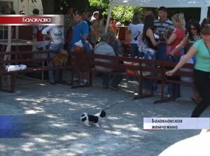 Первая крымская выставка собак под эгидой Российского кинологического союза собрала более 300 участников