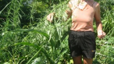 У жительницы села в Крыму нашли плантацию конопли