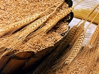 Правительство РК поздравило хлеборобов с намолотом первого миллиона тонн зерна