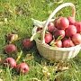 «День яблока» устроят в Евпатории