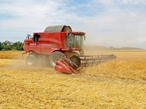 В Крыму осталось собрать 15% ранних зерновых