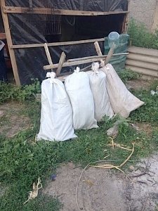 Житель Симферопольского района «замаскировал» коноплю в кукурузе