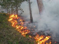 С начала года в Ялте 15 раз тушили лесные пожары