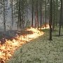 Крымские леса закрыли для посещения