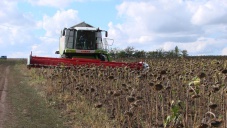 Аграрии начали в Крыму уборку подсолнечника