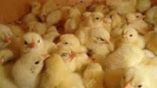 В Крым не пустили 16 тыс. цыплят