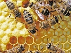 «Неправильных» пчел остановили на крымской границе