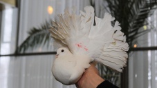 Завтра в Керчи пройдёт выставка голубей и декоративных птиц