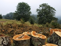 В Крыму приостановили вырубку леса