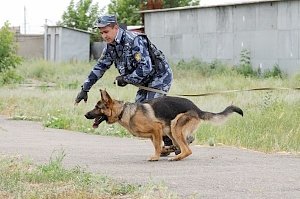 Пенитенциарным учреждениям Крыма передали 13 служебных собак