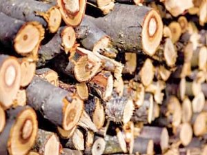 В Крыму возобновили продажу дров