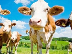 Украина запретила ввоз из Крыма животноводческой продукции