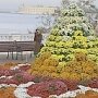 На «Балу хризантем» в Севастополе представили 28 сортов цветка