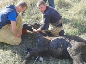 Спасатели вытащили коня из колодца в Крыму