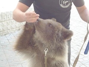Подаренный Крыму медвежонок получил кличку Грозный