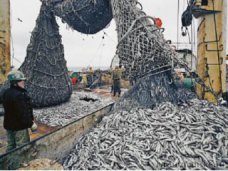 Антимонопольная служба открыла производство в отношении Керченского рыбного порта
