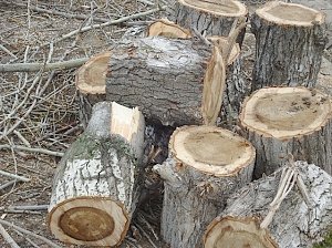 На лесников заповедника в Гурзуфе завели дело за рубку деревьев