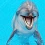 Из судакского дельфинария по поддельным документам пытались вывезти морских животных