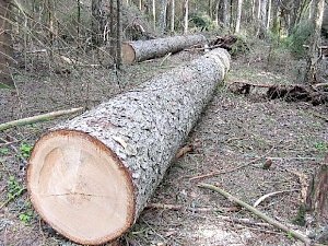 В Керчи не законно срубили лесные насаждения на 50 тысяч рублей