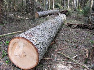 Природоохранная прокуратура Керчи вывила нарушающий закон снос деревьев на 730 тыс рублей