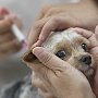 В Севастополе проведут вакцинацию собак и кошек от бешенства
