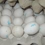 На границе с Крымом задержана крупная партия куриных яиц
