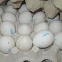 В Крым из Украины не пропустили 600 паков яиц