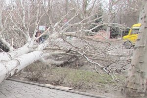 В Армянске дерево рухнуло на женщину