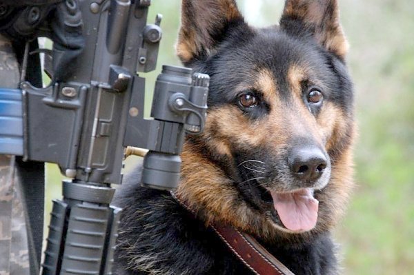 Военные собаки на страже Отечества