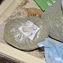Дома у жителя Севастополя нашли пакет марихуаны