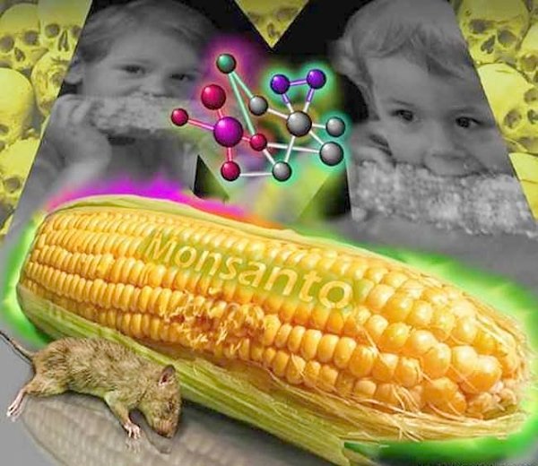 ГМО: разрешить нельзя запретить