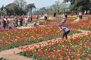 Никитский ботанический сад открыл выставку тюльпанов
