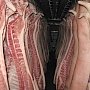 В Крым пытались провезти 18 тонн мяса, не проверенного на африканскую чуму свиней