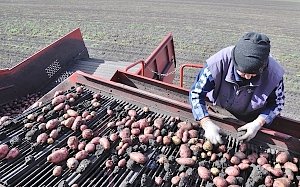 Производство аграрной продукции в Крыму стало дороже её ввоза