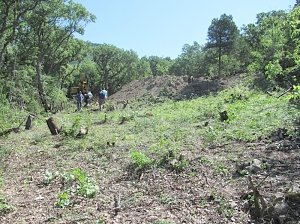 Сотрудники полиции задержали злоумышленников, осуществляющих вырубку деревьев в бухте Ласпи