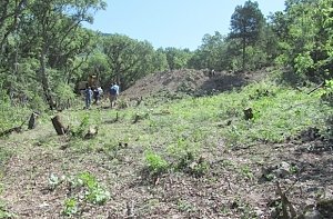 Меняйло поручил показательно наказать организаторов незаконной вырубки леса в Ласпи