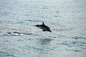 В ялтинскую «Сказку» привезли молодого дельфина, который выпрыгнул на берег