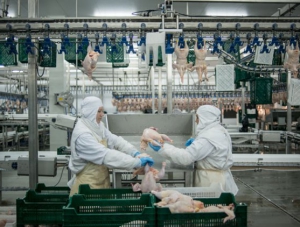 Россельхознадзор ввёл ограничение на поставку украинской курятины